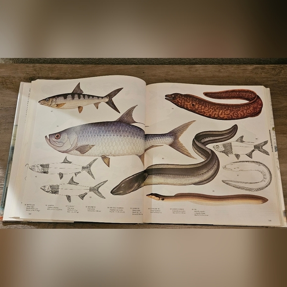 Gorgeous 1970s Coffee Table Book with Illustrations - Picture 4 of 13